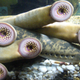 Grupo de lampreas en un acuario. Foto: Drow_Male / Wikimedia Commons